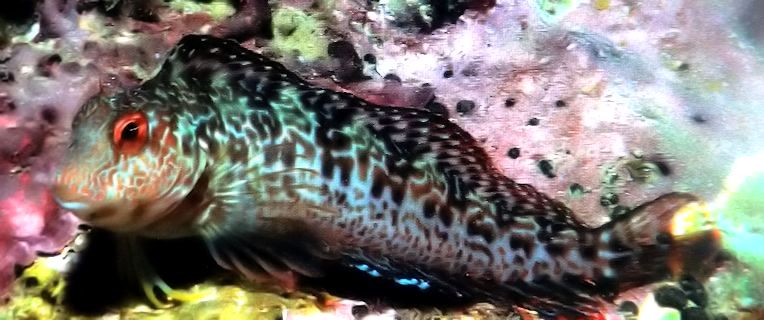 Parablennius pilicornis_3lllll